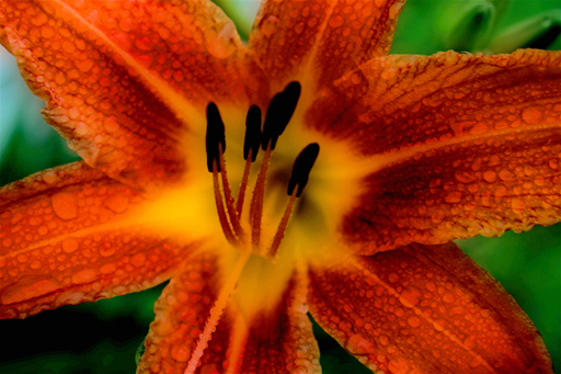 Tigerlily